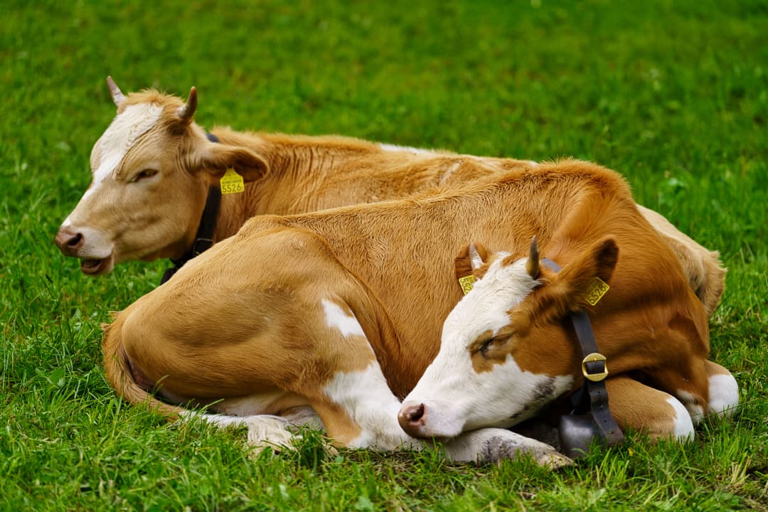 Protecting Animal Health in a Changing Climate: Cherehani Labs' Innovative Solutions