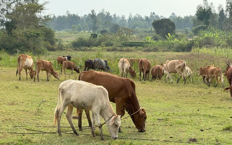 Dairy Cows & Environmental Impact