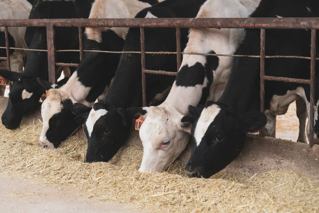 Increased Milk Production And Income: A Success Story