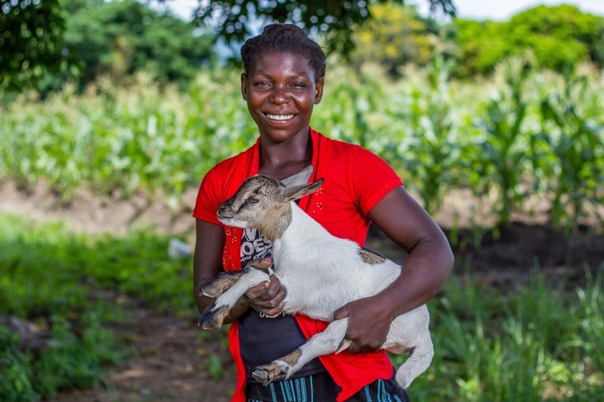 A Cherehani Labs vet examining a calf at the farm gate